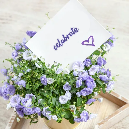 Miniatura 6 de ORIGACH 28 piezas de troqueles de corte de palabras de sentimientos, palabras de sombras, plantillas de corte de metal, plantilla de estampado