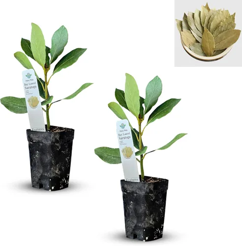 Miniatura 11 de Hoja de laurel mediterránea, planta viva de laurel de laurel. Variedad estándar - Laurus Nobilis. Planta viva. Fragante, fresca, comestible. Lo