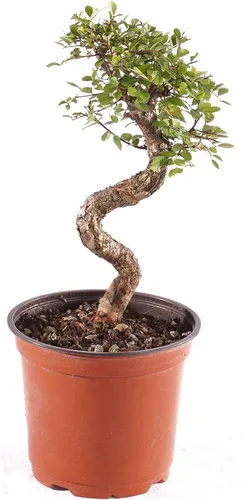 Miniatura 13 de Brussel's - Árbol bonsái de olmo chino vivo para exteriores, 5 años de edad; 10 a 14 pulgadas de alto con recipiente decorativo, bandeja de humedad
