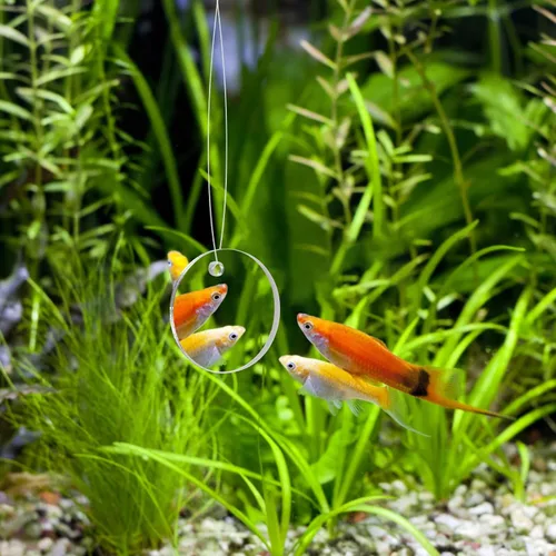 Miniatura 7 de POPETPOP Espejo de entrenamiento de peces Betta de 1.96 pulgadas, espejo de acuario acrílico flotante para juguete de ejercicio Betta adecuado