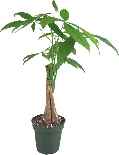 Miniatura 8 de Pachira Aquatica - Planta viva de árbol de dinero chino trenzado – Árbol bonsái vivo de 12 a 16 pulgadas de alto – Planta purificadora de aire
