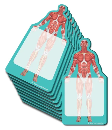 Miniatura 11 de Notas Adhesivas de Anatomía