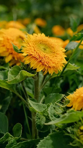 Miniatura 8 de Plant Good Seed Semillas de girasol orgánicas Double Goldy F1 – Paquete de 50, semillas tradicionales para plantar flores, suministros
