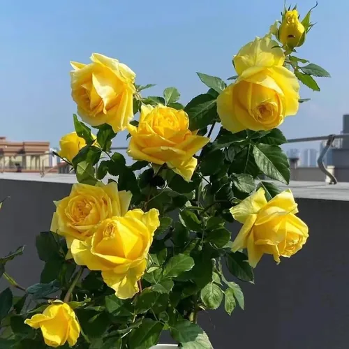Miniatura 6 de Más de 100 piezas de semilla de rosa amarilla, símbolo de amistad, arbustos de rosa perenne, planta de paisajismo llamativa, fácil de cultivar
