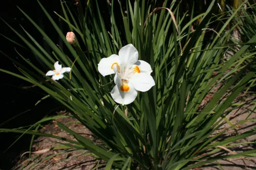 Miniatura 2 de African Iris White - 3 plantas vivas - Dietes Iridioides - Hierba de cobertura vegetal tolerante a la sequía
