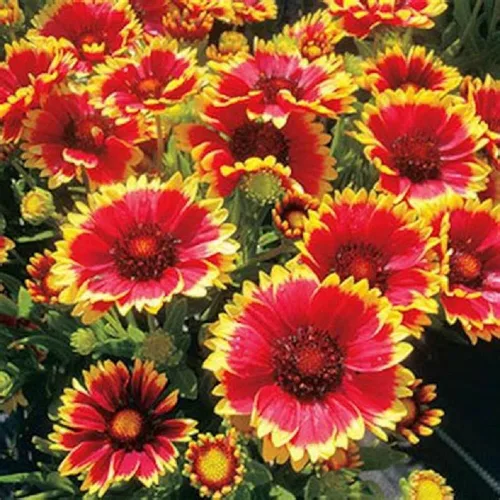 Miniatura 3 de Gaillardia Manta de flores, 100 semillas, hermosa flor brillante de corte grande