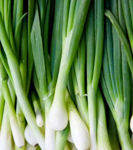 Cebolla en racimo de hoja perenne 300 semillas (Allium fistulosum) Heirloom - Sin OMG - Polinizado abierto - Semilla sin tratar