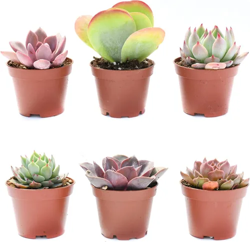 Coloridas suculentas paquete de 6 – Surtido de 2 pulgadas – Plantas suculentas vivas – Suculentas totalmente enraizadas