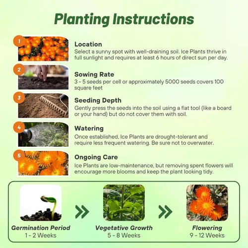 Miniatura 5 de Outsidepride Gelato - Semillas de plantas de hielo naranja – 5000 piezas de semillas perennes, tolerantes a la sequía, para plantar flores vibrantes