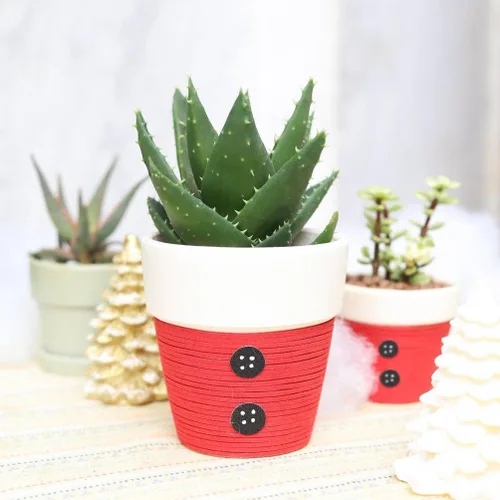 Miniatura 3 de Suculentas vivas de aloe brevifolia de 2 pulgadas de hojas cortas, suculentas con poca luz de 2 pulgadas, suculentas vivas y saludables, ideas