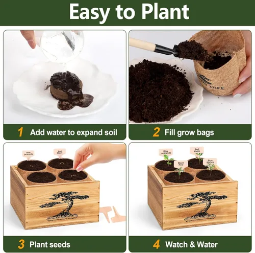 Miniatura 5 de Kit de árbol bonsái de 4 semillas, kit vivo de árbol bonsái para principiantes, fácil de cultivar, kit completo de inicio de jardín
