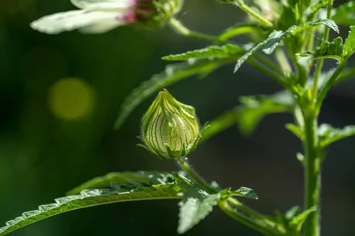 Miniatura 4 de Plant Good Seed Semillas de flor de una hora (hibisco) - Paquete de 50 semillas tradicionales para plantar flores, suministros de jardinería, flores