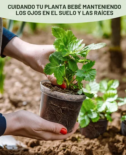 Miniatura 3 de homenote Macetas de vivero, paquete de 30, maceta de 3/4/5 pulgadas para plantar, macetas transparentes para plantas, plántulas de plástico