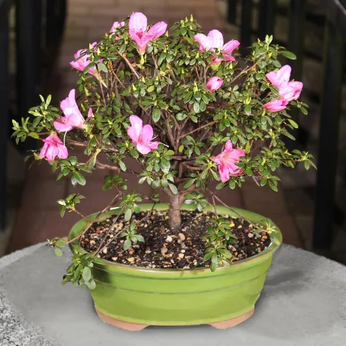 Miniatura 7 de Brussel's Bonsai Live Satsuki Azalea - Árbol bonsái floreciente - Grande, 8 años de edad, 10 a 14 pulgadas - Maceta de cerámica para bonsái