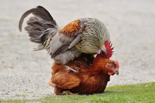 Miniatura 4 de Farmalab B12 5500 Plus para gallinas aves de corral Gamefowl Plus para Gallos Gallinas Pollos Aves de Corral