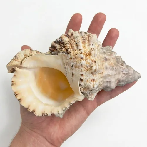 Miniatura 8 de Tumbler Home Conchas marinas grandes para decoración o pecera, decoración costera y náutica, soporte para plantas de aire, adornos de acuario