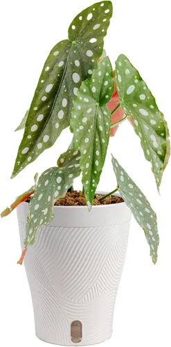 Miniatura 17 de Costa Farms – Planta de Pothos Albo Variegado viva en maceta auto-regante, purificadora de aire para interior, perfecta para decoración del hogar