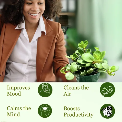 Miniatura 5 de Peperomia - Planta viva en maceta de 4 pulgadas, planta viva Peperomia Hope, purificadora de aire natural para interiores, plantas vivas