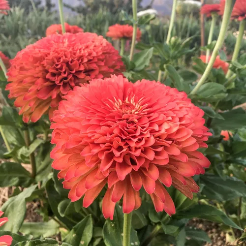 Miniatura 2 de Plant Good Seed Organic Benary's - Semillas gigantes de zinnia de coral para plantar: flor cortada para clima cálido, flores apiladas doble, paquete