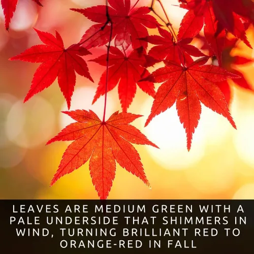 Miniatura 2 de Semillas de arce rojo para plantar al aire libre - Semillas de árbol de arce tradicional (Acer rubrum) - (100 semillas)