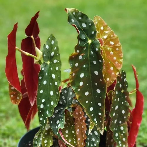 Miniatura 5 de Begonia - Planta viva para exteriores, puede crecer como begonia llorona, planta de floración de rápido crecimiento y fácil cuidado