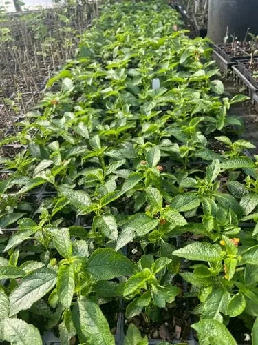 Miniatura 2 de 3 flores de cámara Miss Huff Lantana resistentes al frío, macetas de 3.5 pulgadas