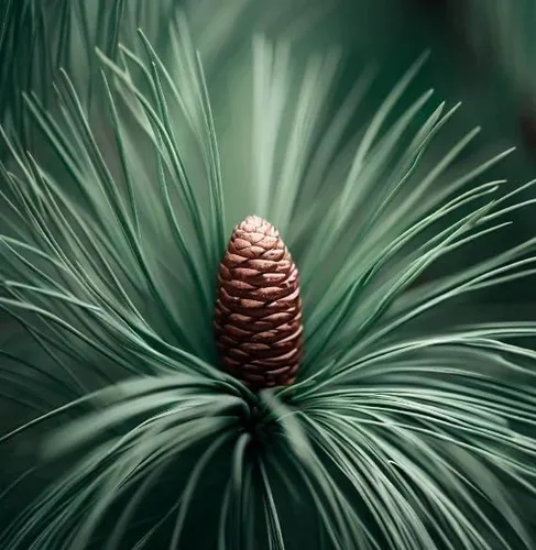 Miniatura 4 de Pinus palustris (pino de hoja larga) Semillas de árbol, árbol de hoja perenne de larga vida, semillas de MySeeds.Co, elige la cantidad (1 oz)