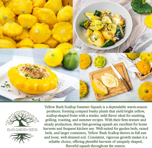 Miniatura 6 de Isla's Garden Seeds - Semillas de calabaza de verano de Yellow Bush Scallop (Pattypan, Cucurbita pepo var. clypeata) – Más de 30 semillas