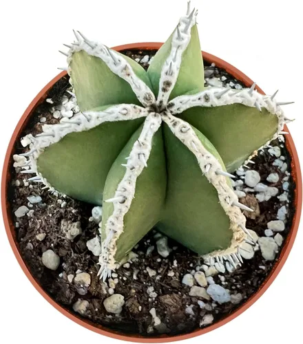 Miniatura 12 de Suculentas vivas "Baby Toes" (4 pulgadas), plantas suculentas totalmente enraizadas en macetas con tierra, planta de casa de fácil cuidado