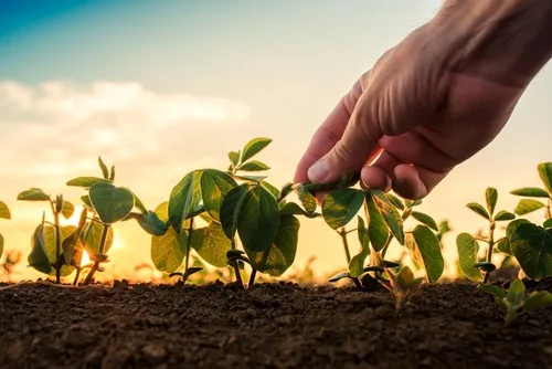Miniatura 2 de Adzuki Semillas de soja para plantar - Frijoles rojos - 100 semillas para cultivar