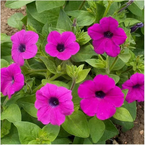 Miniatura 4 de Everwilde Farms - 2000 semillas de flores silvestres Shanin Wild Petunia - Paquete de semillas Gold Vault