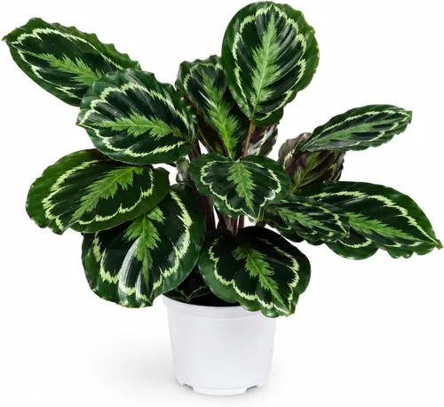 Miniatura 8 de Agloanema Garnet House Plant, Chinese Evergreen Live Plant for Indoor Spaces, Colorful Aglaonema Live Plant, Feng Shui Plants Live Houseplants for