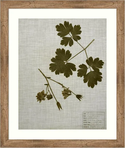 Amanti Art Vision Studio - Lienzo decorativo para pared, 36 x 30 pulgadas, hojas prensadas en lino I por Vision Studio, arte de pared de naturaleza,