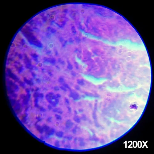Miniatura 6 de AmScope M30-ABS-KT1-WM 120X-240X-300X-480X-600X-1200X Kit educativo de microscopio compuesto para niños con brazo metálico + libro