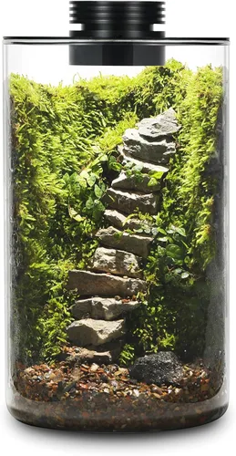 Terrario de Vidrio de Escritorio con Luz de Crecimiento (Altura: 9.8" Diámetro: 5.9"), para Suculentas, Musgo, Jardinería en Miniatura, Acuario de