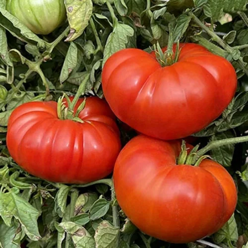 Miniatura 2 de Semillas de tomate gigante de Bélgica. 100 semillas. Fruta de 1 a 2 libras. 88 días. Reliquia, polinización abierta, sin OMG. Tomate para rebanar