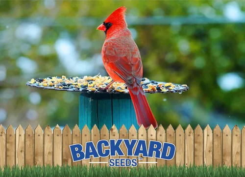 Miniatura 4 de Backyard Seeds - Semillas para pájaros de alta calidad, 40 libras, mezcla suprema de alimentos para pájaros silvestres para comederos exteriores