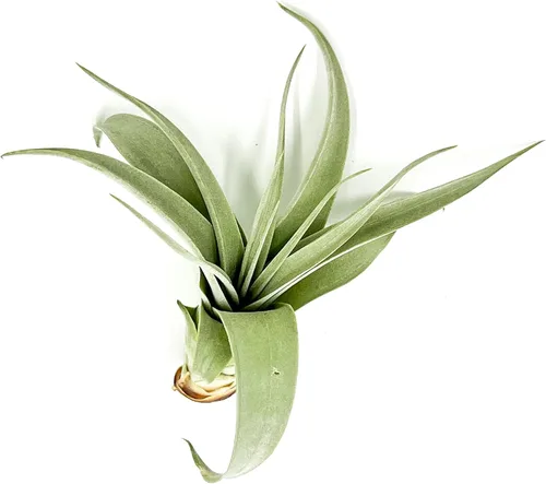 Miniatura 14 de ragnaroc Air Plants - Tillandsia Xerographica Pups, grandes 4-6 pulgadas, 2 unidades, llegada en vivo garantizada, plantas