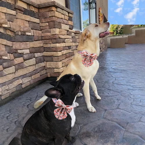 Miniatura 4 de Unique Style Paws - Collar para perros con lazo rosa ajustable, collares de cachorro para mascotas, para perros y gatos pequeños, medianos y grandes