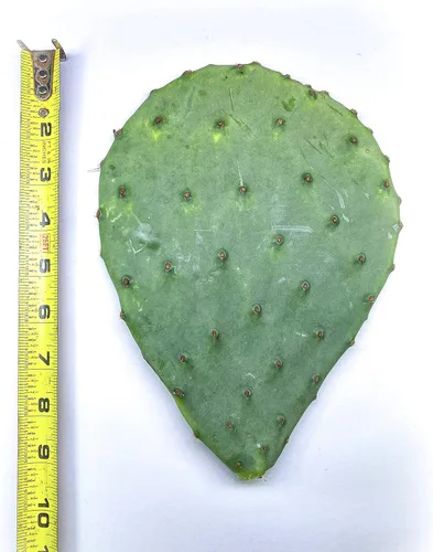 Miniatura 4 de Creation Cultivated - Planta de cactus de tuna oriental (1 almohadilla de corte) / Opuntia humifusa/cactus vivo/cactus resistente al invierno - Zona