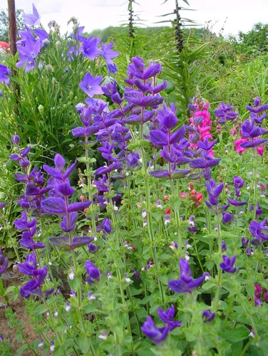 Miniatura 3 de Clary Sage Blue Monday 500 Seeds (Salvia horminum) Heirloom - Open Pollinated