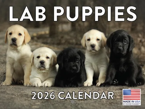 Miniatura 44 de Calendario de pared mensual 2025 Great Dane de 12 meses, fabricado en Estados Unidos