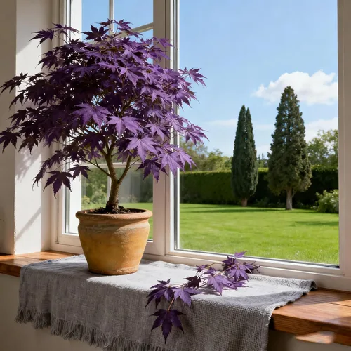 Miniatura 2 de Más de 30 semillas de árbol de arce morado para plantar, semillas raras de árbol Acer Palmatum, semillas de plantas tradicionales sin OMG