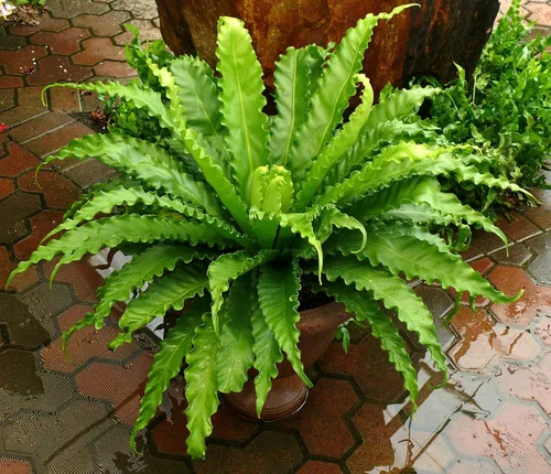 Miniatura 2 de Helecho Birdsnest japonés Victoria - Planta viva en una maceta de 6 pulgadas - Asplenium Nidus Antiquum 'Victoria' - Helechos raros y exóticos