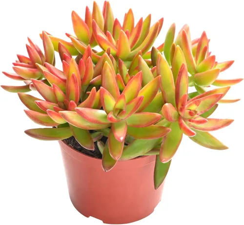 Suculentas vivas Sedum Adolphi 'Firestorm' (10 cm), plantas suculentas totalmente enraizadas en macetas con tierra, planta de interior de fácil