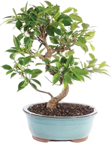 Miniatura 19 de Brussel's Bonsai, Bonsai de Ficus Golden Gate