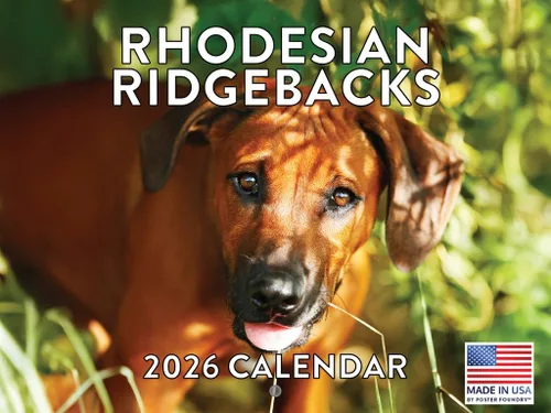 Miniatura 170 de Calendario de pared mensual 2025 Great Dane de 12 meses, fabricado en Estados Unidos
