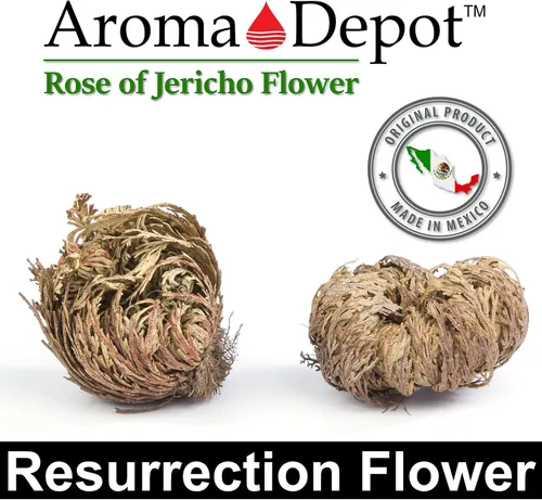 Miniatura 3 de ONE - Flor de Jericó Flor de Jericó - Planta de Resurrección Selaginella Lepidophylla Rosa Seca I Rosa Sagrada I Planta Doradilla 2.5