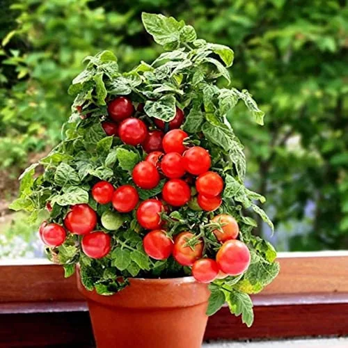 Semillas de tomate cereza de arbusto enano (25 semillas) (40 semillas) semillas para plantar, granja, cultivo en jardín, invernadero, verduras,