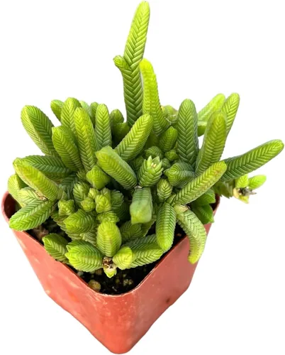Miniatura 15 de Plantas de Cactus Suculentas Vivas (Maceta de 5 cm Echeveria Minima)